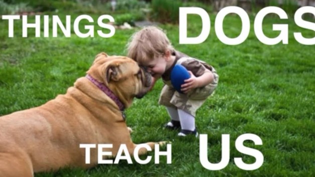 https://freshrevenues.com/wp-content/uploads/2015/09/Things-Dogs-Teach-Us-628x353.jpg